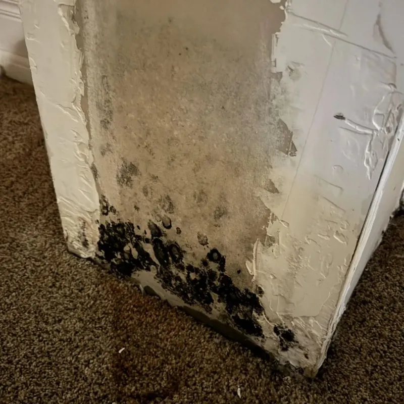 Professional Mold Removal in New Providence, NJ